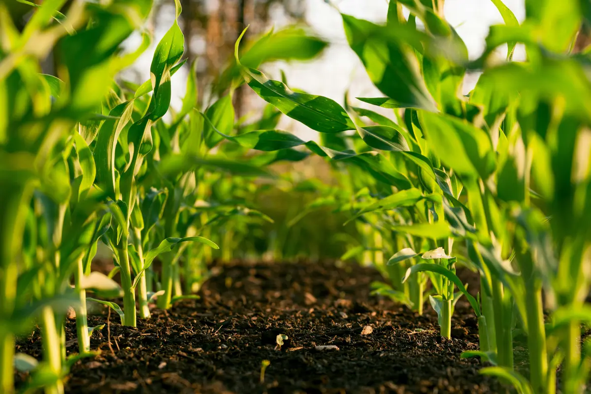 Agricultural Raw Materials & Cotton